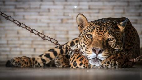Majestic Jaguar in a Captive Habitat wallpaper