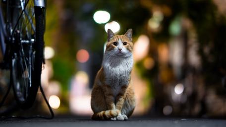 Charming Cat in Bokeh Wonderland wallpaper