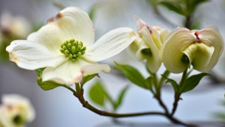 Delicate White Blooms in Spring Sunshine wallpaper