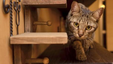 Curious Cat Exploring Its Surroundings wallpaper