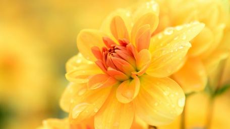 Golden Petals in a Dewy Embrace wallpaper