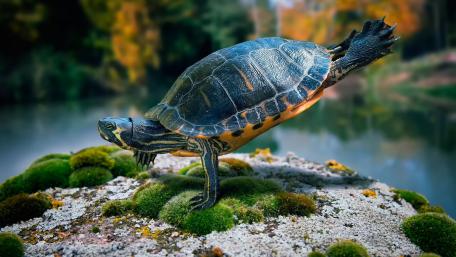 Playful Turtle Enjoying Nature's Beauty wallpaper