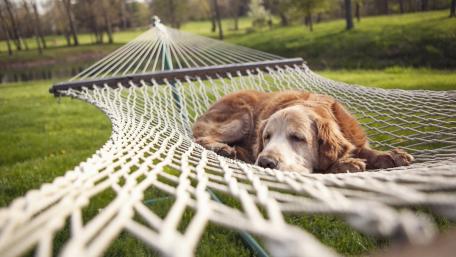 Lazy Dog Enjoying a Nap in Hammock wallpaper