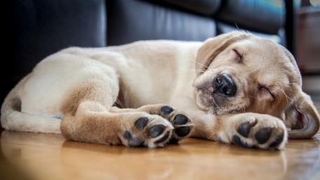 Adorable Sleeping Labrador Puppy Wallpaper wallpaper