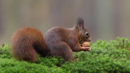 Playful Squirrel Enjoying a Nut on Lush Green Moss wallpaper