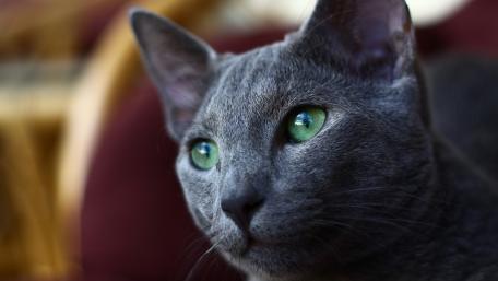 Mystical Grey Cat with Green Eyes wallpaper