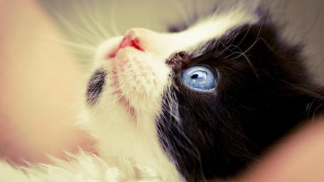 Adorable Cat with Captivating Blue Eyes wallpaper