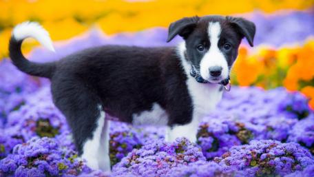 Adorable Border Collie Puppy Among Flowers wallpaper