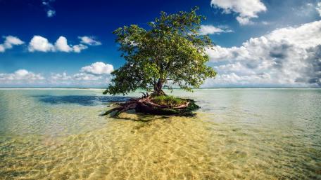 Lone Tree by Tranquil Waters wallpaper