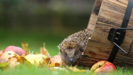 Adorable Hedgehog Among Autumn Leaves and Apples wallpaper