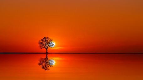 Solitary Tree at Sunset Harmony wallpaper