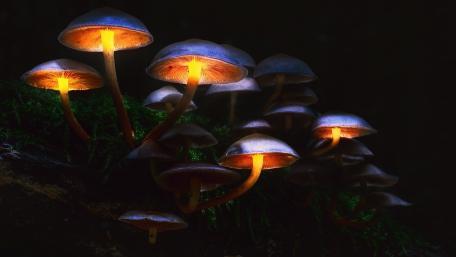 Mystical Glow of Enchanted Mushrooms wallpaper