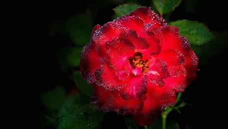 Elegant Red Rose with Morning Dew Glow wallpaper