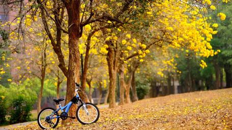 Biking Bliss Among Golden Trees wallpaper