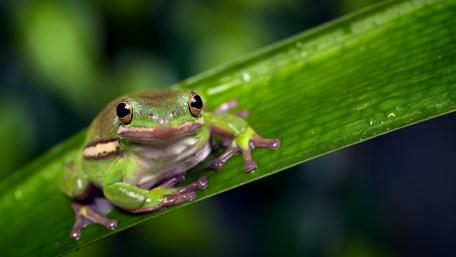 Green Frog Relaxing on a Leaf wallpaper
