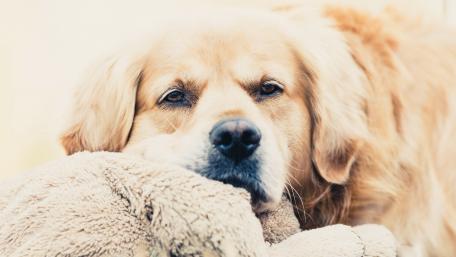 Gentle Golden Retriever Resting on Toy wallpaper