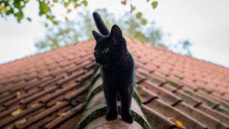 Charming Black Cat on a Rooftop wallpaper