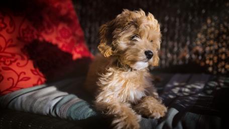 Adorable Goldendoodle Relaxing in the Sunlight wallpaper