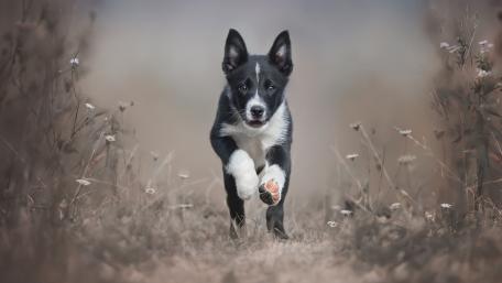 Playful Border Collie Puppy Running Through Flowers wallpaper