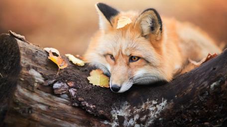 Serene Red Fox in Autumn Scenery wallpaper