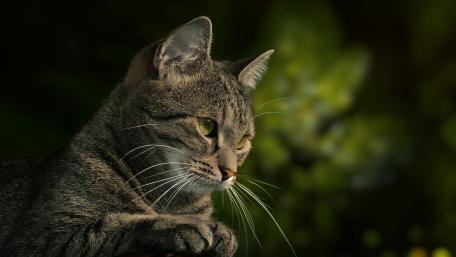 Graceful Cat in Nature's Embrace wallpaper