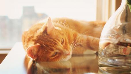 Cozy Orange Cat Relaxing in Sunlight wallpaper
