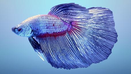 Siamese Fighting Fish Elegance wallpaper