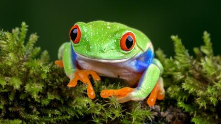 Tree Frog Perfection in Vibrant Detail wallpaper