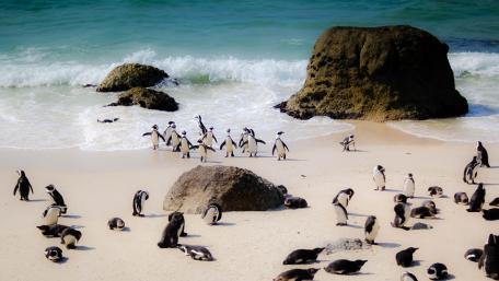Playful African Penguins at the Beach wallpaper