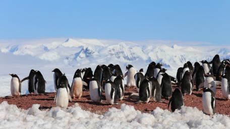 Penguin Gathering in a Snowy Landscape wallpaper