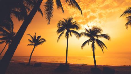 Tropical Sunset Serenity wallpaper