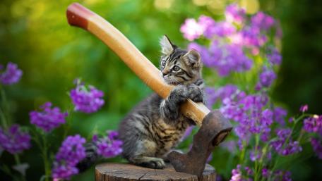 Kitten's Adventure in the Garden wallpaper