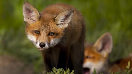 Curious Red Fox in the Wild wallpaper