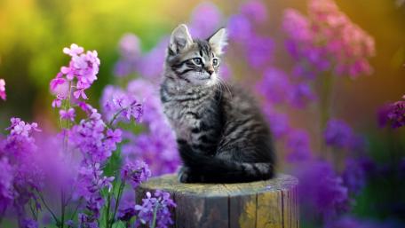 Charming Kitten Among Beautiful Purple Flowers wallpaper