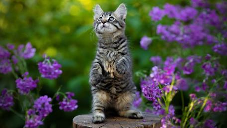 Charming Kitten Surrounded by Vibrant Flowers wallpaper