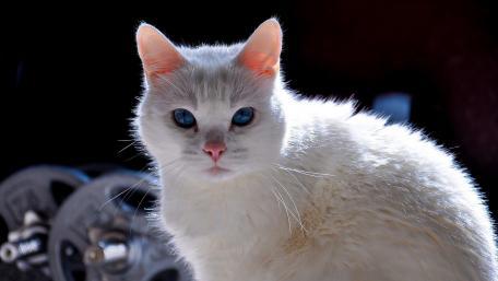 Captivating Blue-Eyed White Cat wallpaper