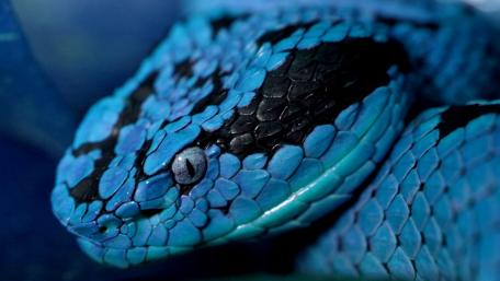 Mystic Blue Serpent in Close-up wallpaper