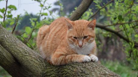 Ginger cats wallpaper
