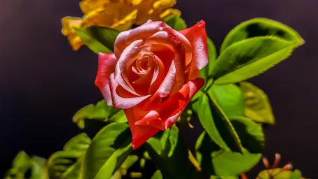 Blooming Beauty of a Rose Flower wallpaper