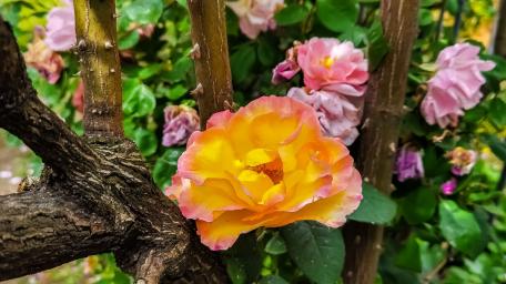 Vibrant Rose Surrounded by Lush Greenery wallpaper