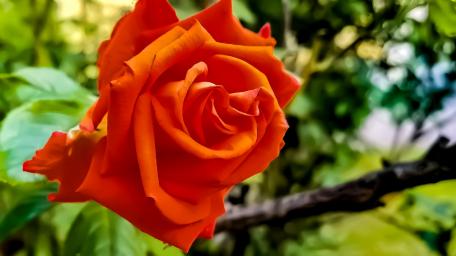 Vibrant Orange Rose in Nature's Embrace wallpaper