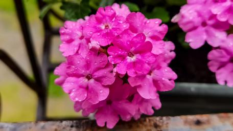 Vibrant Pink Verbena Blooms in Nature's Embrace wallpaper