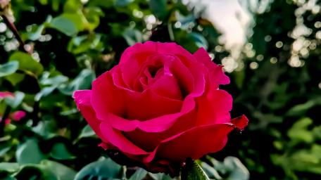 Vibrant Pink Rose in Blooming Garden wallpaper