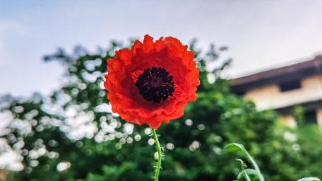 Vibrant Red Poppy Against a Soft Background wallpaper