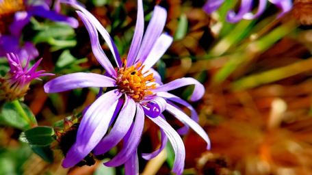 Purple Flower Bloom in Sunshine Brightness wallpaper