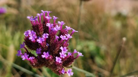 Vibrant Purple Bloom in Nature's Embrace wallpaper