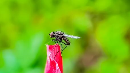 Intricate Mosquito Perched on a Flower Petal wallpaper
