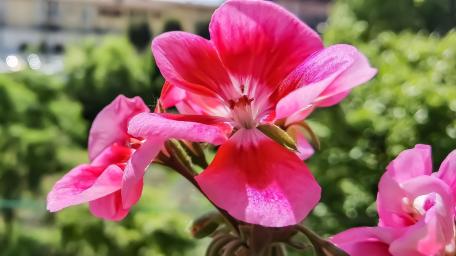 Vibrant Pink Geranium Blossoms Shine Brightly wallpaper