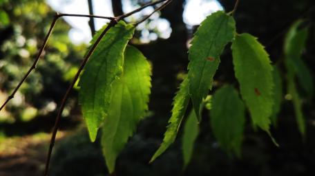 Vibrant Green Leaves in Sunlight wallpaper