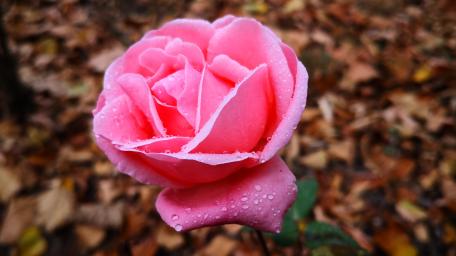 Elegant Pink Rose Glistening with Dew Drops wallpaper
